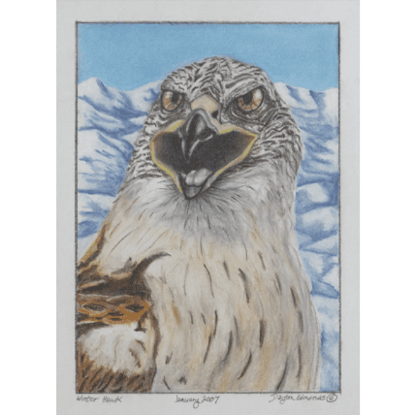 Winter-Hawk by Dayton Edmonds