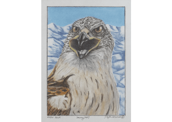 Winter-Hawk by Dayton Edmonds